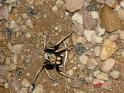 Hoggicosa_bicolor_D3938_Z_88_Alice Springs_Australie